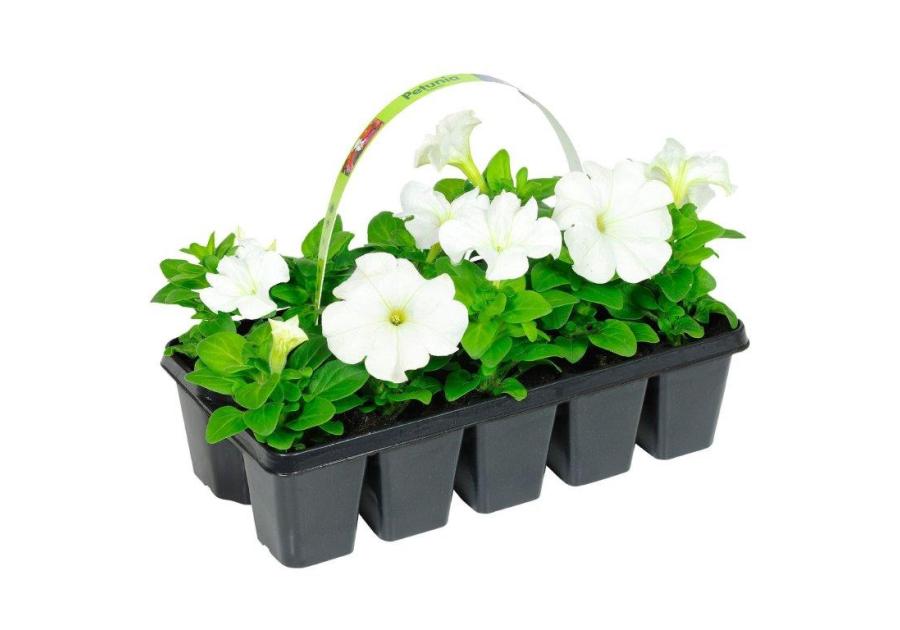 Petunia 10 pak CYGANEK