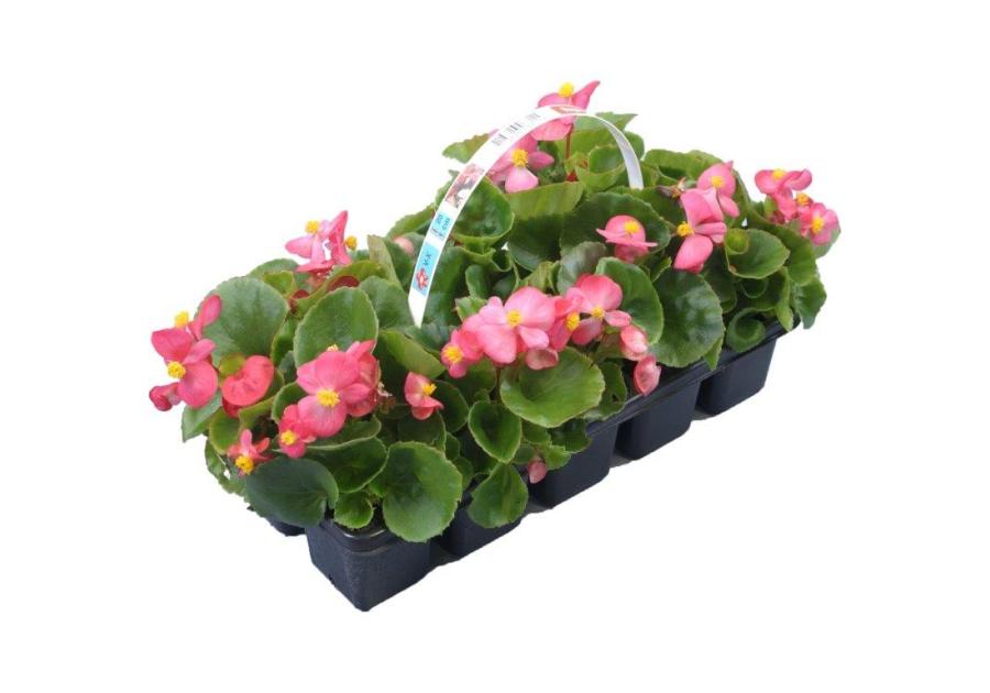 Begonia Semperflorens CYGANEK