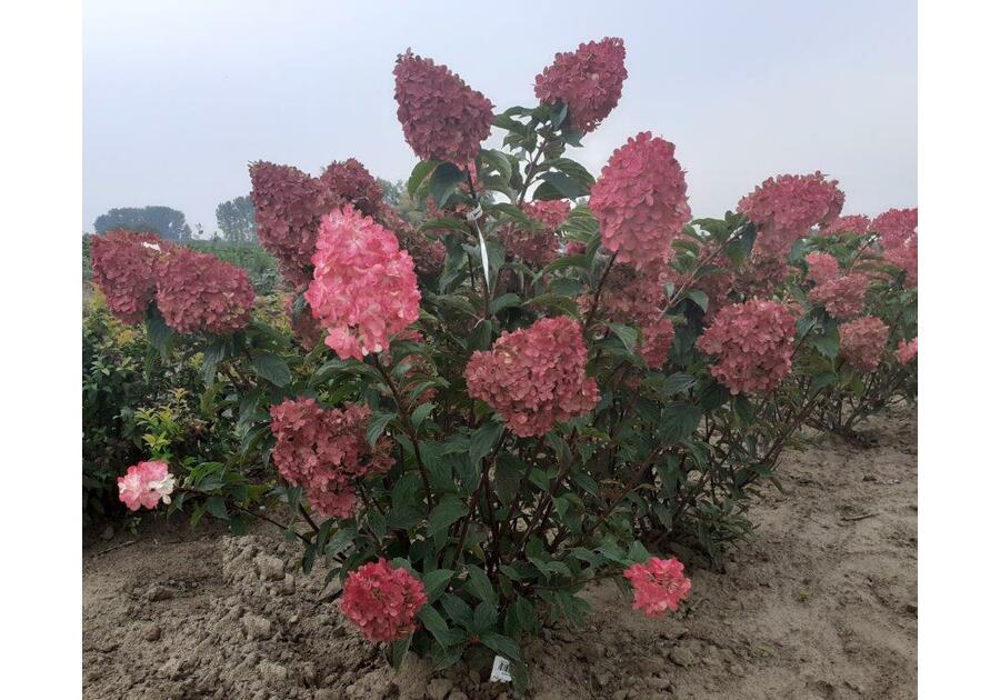 Hortensja bukietowa Vanille-Fraise C2/20-30 cm ŁAZUCCY