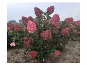 Hortensja bukietowa Vanille-Fraise C2/20-30 cm ŁAZUCCY