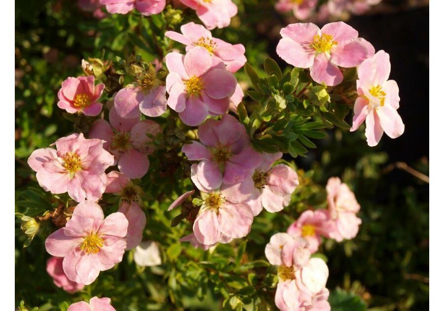 Pieciornik krzewiasty Potentilla fruticosa lovly pink ŁAZUCCY