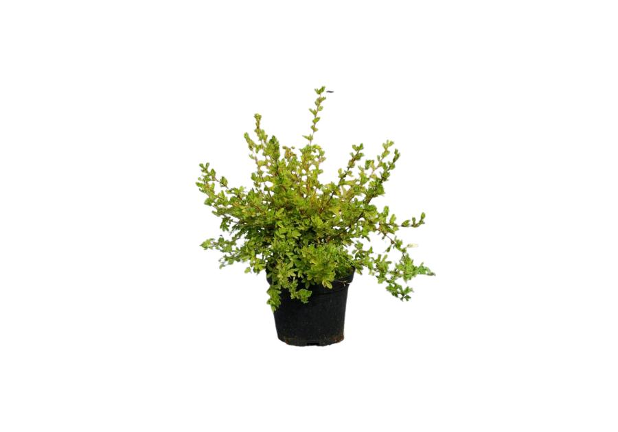 Pieciornik krzewiasty Potentilla fruticosa lovly pink ŁAZUCCY