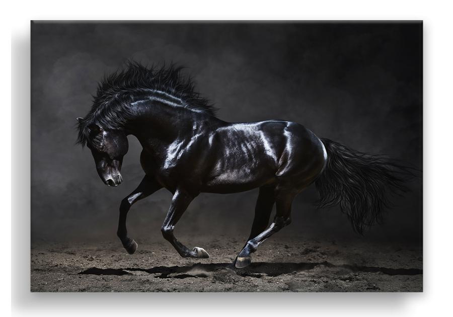 Obraz Canvas Silver1 85x113x2,8 cm Ex511 Black Horse STYLER