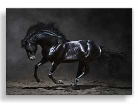 Obraz Canvas Silver1 85x113x2,8 cm Ex511 Black Horse STYLER