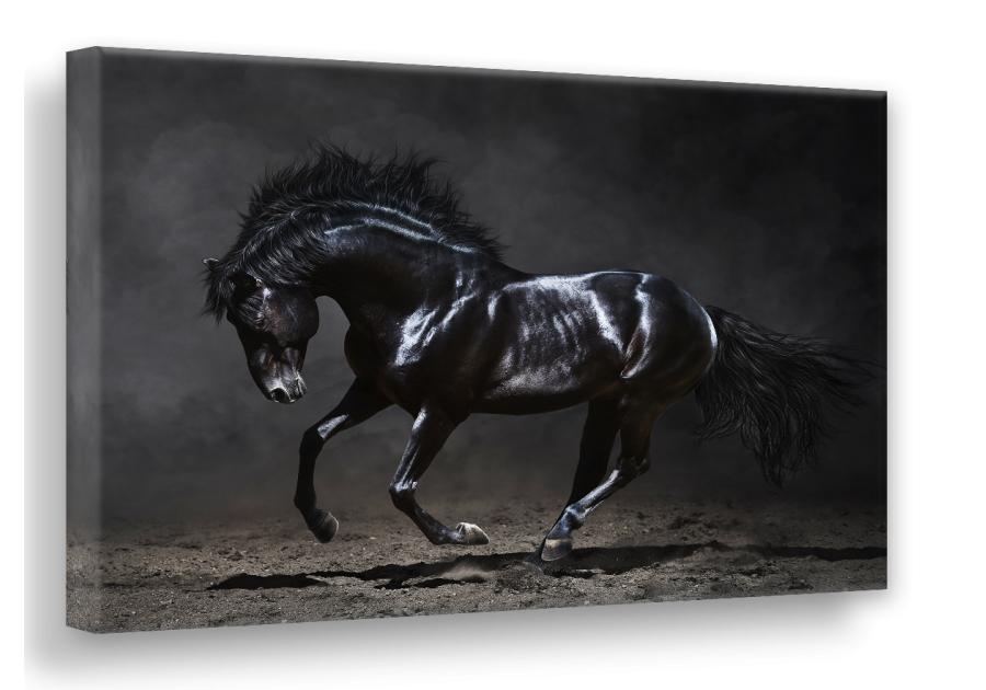 Obraz Canvas Silver1 85x113x2,8 cm Ex511 Black Horse STYLER