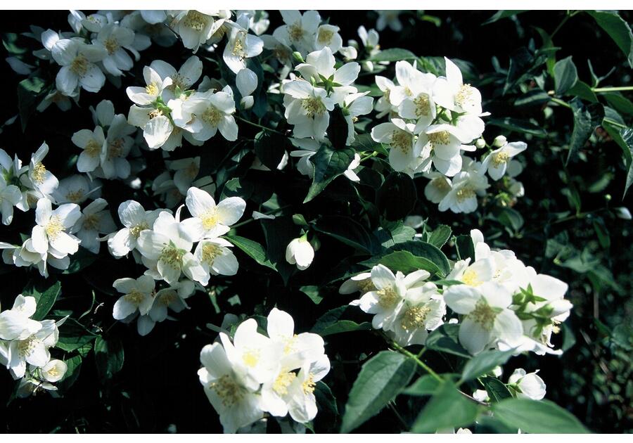 Jaśminowiec wonny Philadelphus coronarius C2/20-30 cm ŁAZUCCY