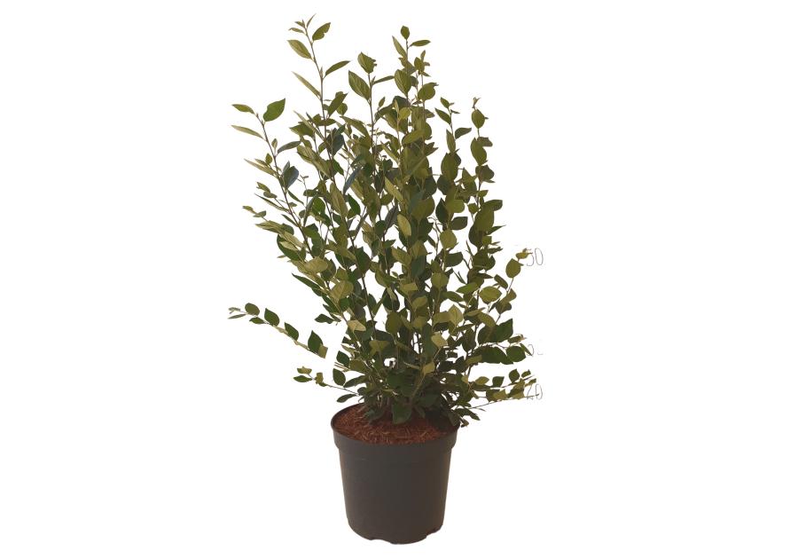 Irga błyszcząca Cotoneaster lucidus C3/20-30 cm ŁAZUCCY