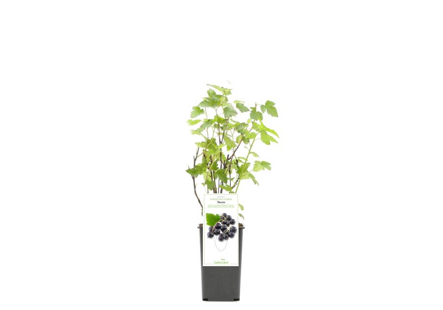 Porzeczka czarna GARTENLAND