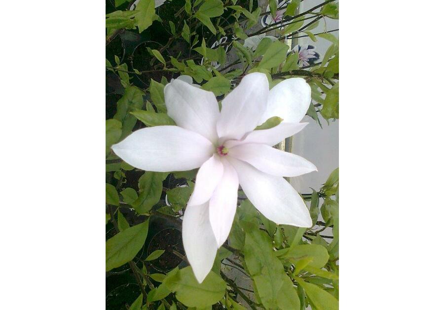 Magnolia gwiaździsta Magnolia stellata ŁAZUCCY