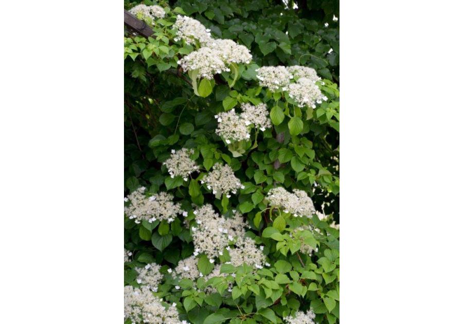 Hortensja pnąca C2 CLEMATIS