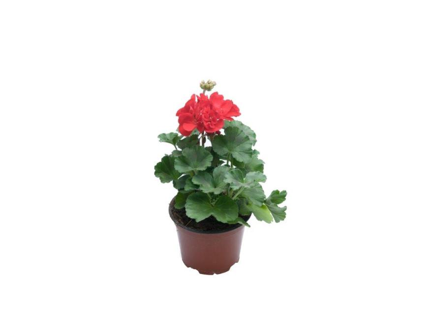 Pelargonia Zonale CYGANEK