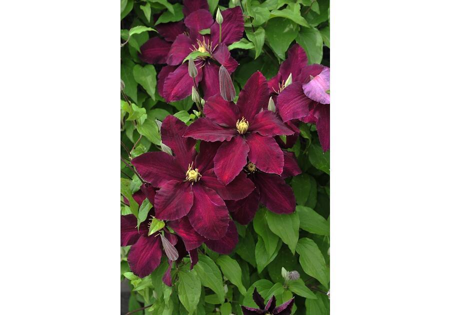 Powojnik wielkokwiatowy C2 CLEMATIS