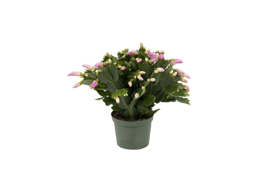 Szlumbergera 9 cm, 20-25 cm CYGANEK