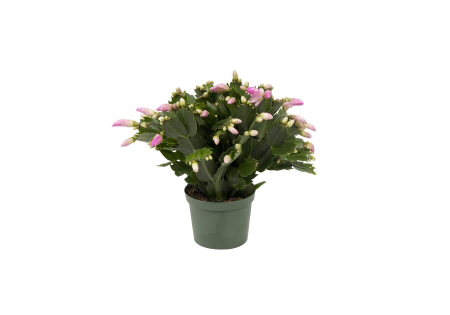 Szlumbergera 9 cm, 20-25 cm CYGANEK