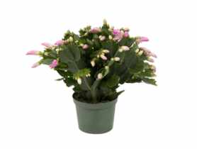 Szlumbergera 9 cm, 20-25 cm CYGANEK