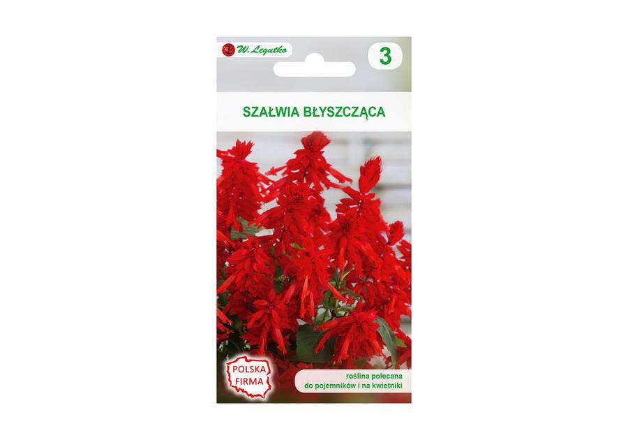 Szałwia błyszcząca czerwona nasiona tradycyjne 0.4 g W. LEGUTKO