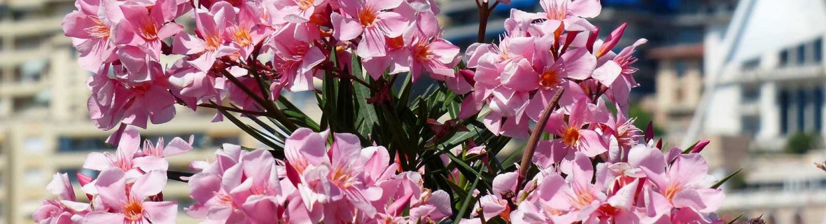 Oleander lubi taras i balkon w lecie