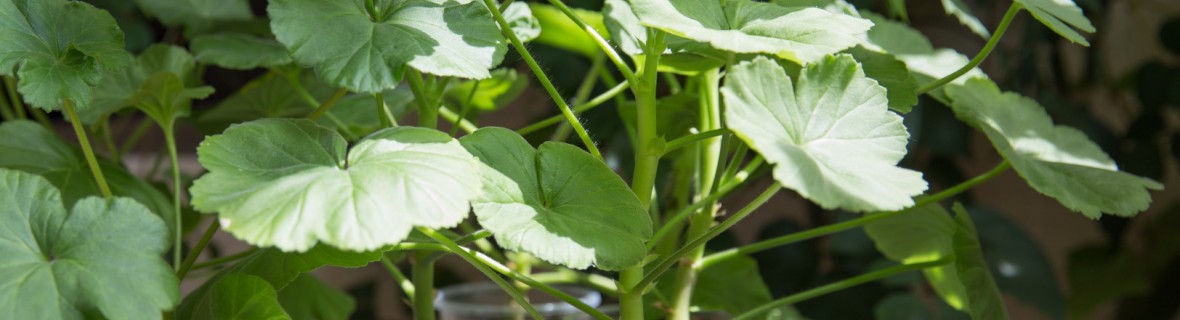 Pelargonie – samodzielne rozmnażanie