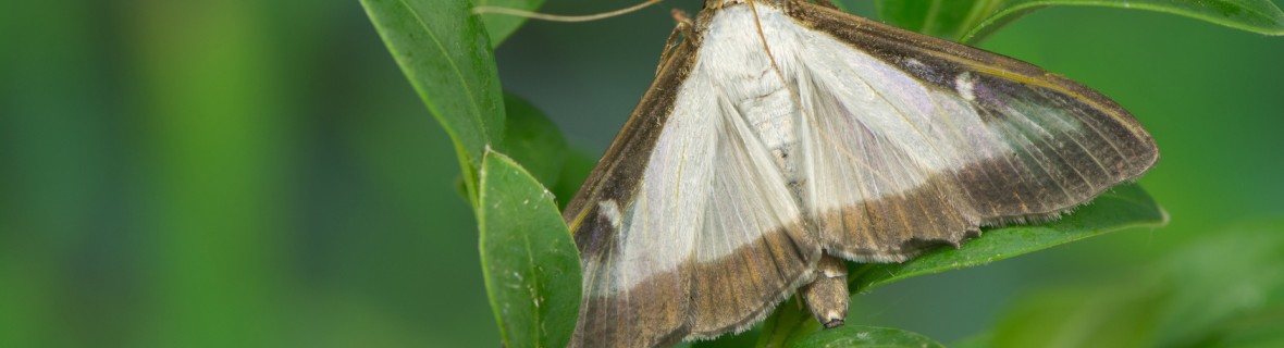 Ćma bukszpanowa – uciążliwy szkodnik