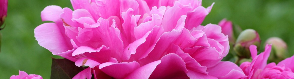 Piwonie-peonie – długowieczne byliny