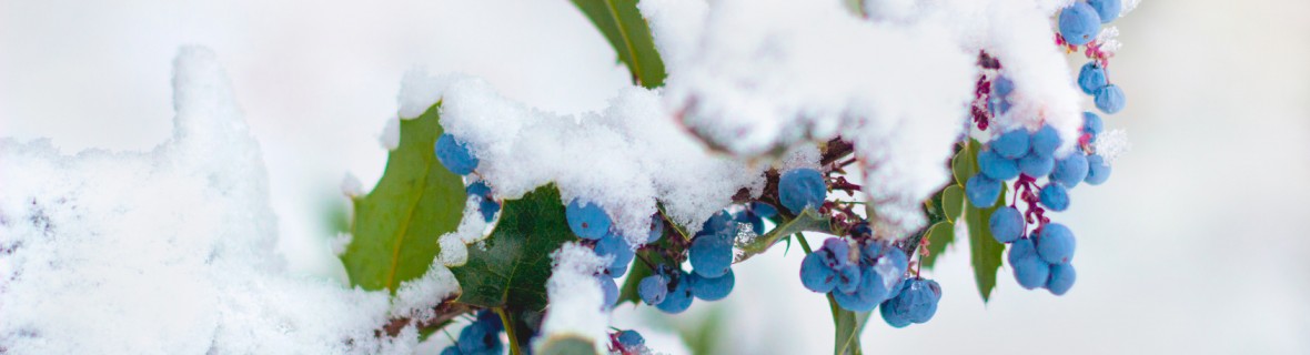 Mahonia zimową ozdobą ogrodu