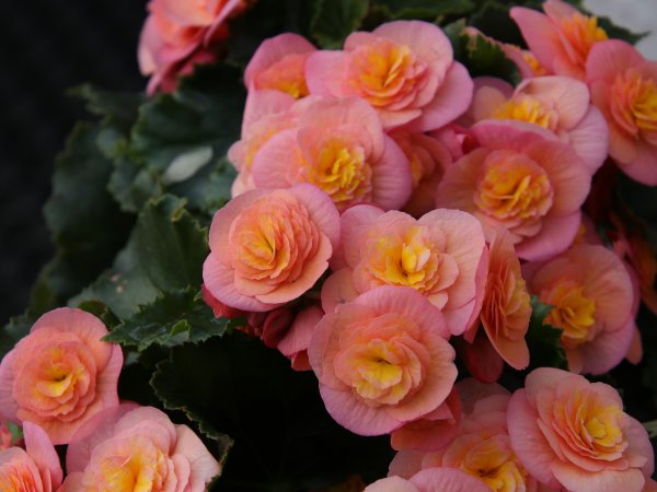 Begonia