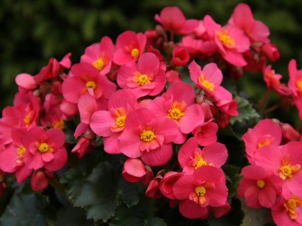 Begonia