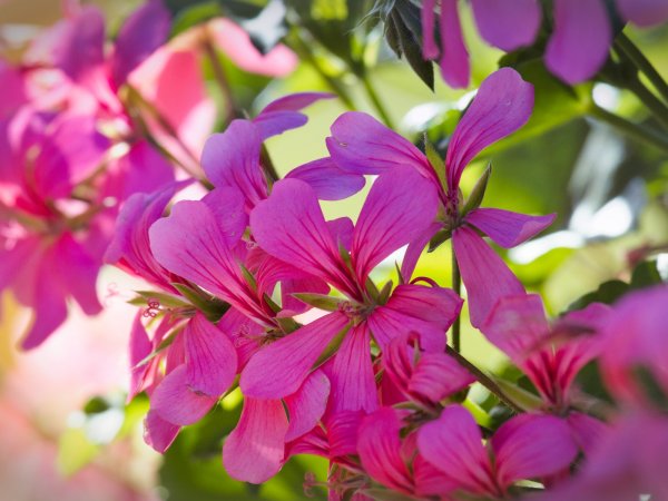 Pelargonia