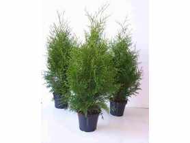 Thuja Brabant 2 L CYGANEK