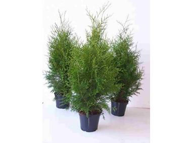 Zdjęcie: Thuja Brabant 2 L CYGANEK