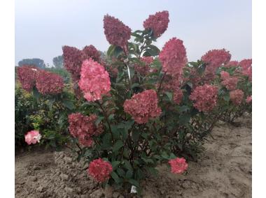 Zdjęcie: Hortensja bukietowa Vanille-Fraise ŁAZUCCY