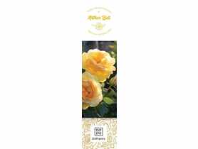 Róża wielkokwiatowa Arhtur Bell DIPLANTS