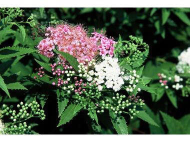 Zdjęcie: Spiraea japonica Genpei ŁAZUCCY