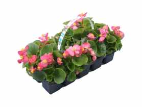 Begonia Semperflorens CYGANEK