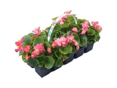 Zdjęcie: Begonia Semperflorens CYGANEK