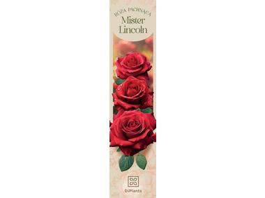 Zdjęcie: Róża pachnąca Mister Lincoln DIPLANTS