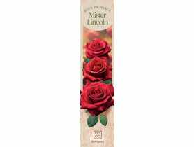 Róża pachnąca Mister Lincoln DIPLANTS