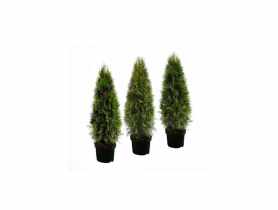 Thuja Szmaragd 80-90 cm - 5 L CYGANEK