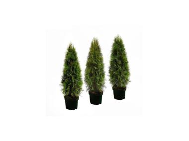 Zdjęcie: Thuja Szmaragd 80-90 cm - 5 L CYGANEK