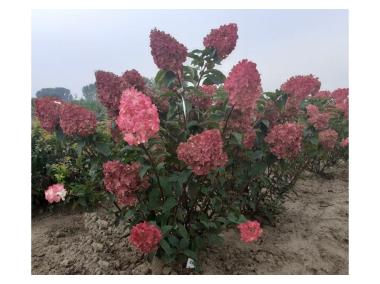 Zdjęcie: Hortensja bukietowa Vanille-Fraise C2/20-30 cm ŁAZUCCY