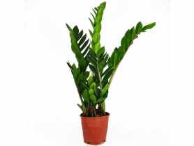 Kwiat doniczkowy Zamioculcas KAMA