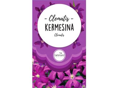 Zdjęcie: Clematis różowy Kermesina GATTENLAND