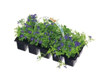 Zdjęcie: Lobelia 10 pak CYGANEK