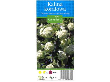 Zdjęcie: Kalina koralowa GARTENLAND