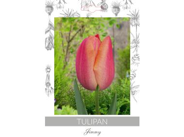 Zdjęcie: Tulipan Jimmy W.LEGUTKO