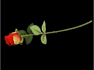 Zdjęcie: Róża pojedyncza CV14336-6 TOP GIFTS