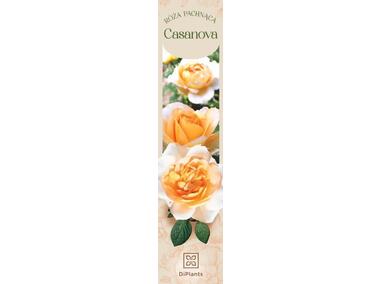 Zdjęcie: Róża pachnąca Casanova DIPLANTS