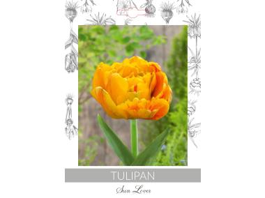 Zdjęcie: Tulipan Sunlover W.LEGUTKO