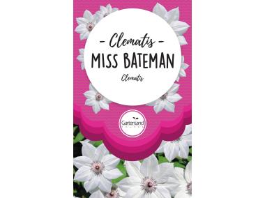 Zdjęcie: Clematis biały Miss Bateman GATTENLAND