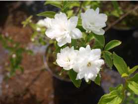 Jaśminowiec Albatre Philadelphus ŁAZUCCY